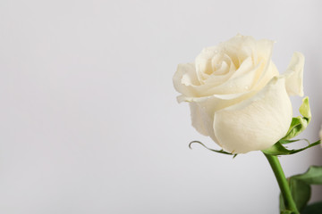 Beautiful white rose on light background