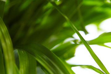 water drops on the green grass