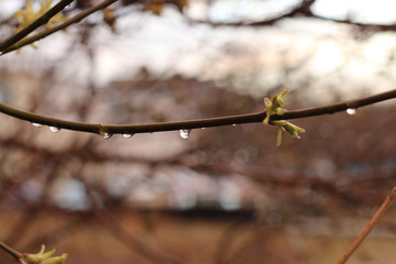 rain drops on the branch of a tree in the spring. Image with selective focus
