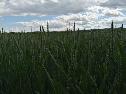 CORNFIELD