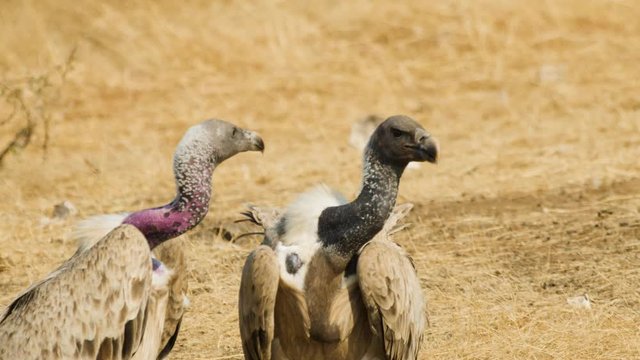 Close up of Indian Vultures with their bald heads and feather less necks sit besides each other and fly away