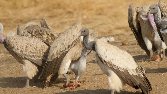 Flock of Indian Vultures sit on ground eating remains of a Carcass in the Jungle opening squabbling