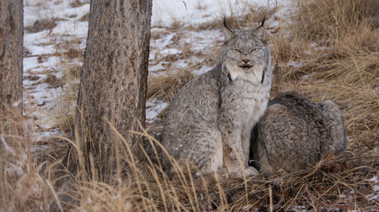 Two Canada Lynx, A Pair In The Woods