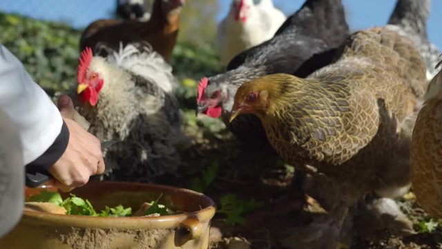 poules