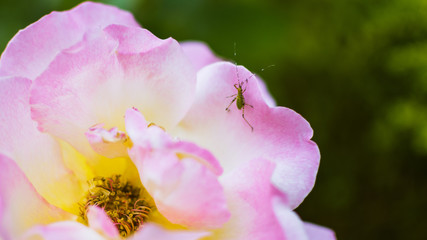Katydid Climbing On A Flower Petal