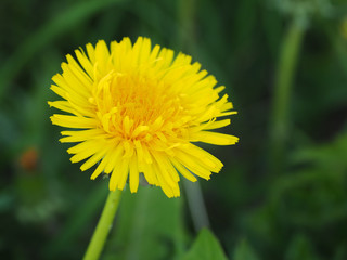 Yellow dandelion flowers (Taraxacum officinale). Dandelions field and green grass on background. Blooming dandelion.
