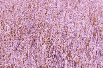 purple lavender field,the deep purple