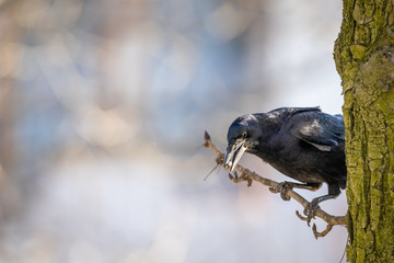 Crow sitting on a springtime branch