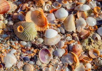 Nature as texture. Pebbles, sand, and shells of snails and mussels on the beach. Closeup.