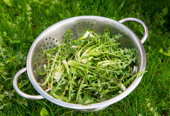 dandelion (Taraxacum officinale) for salad © Philipimage