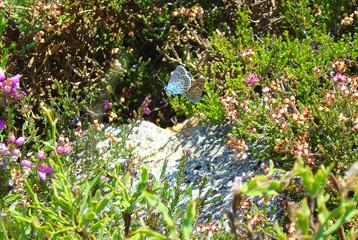 Butterflies procreating in the middle of the field