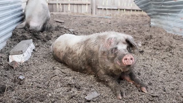 A big boar and a sow in a pen. The boar is lying on the ground and the pig is digging the ground with its snout. The breeding of livestock. Pig breeding