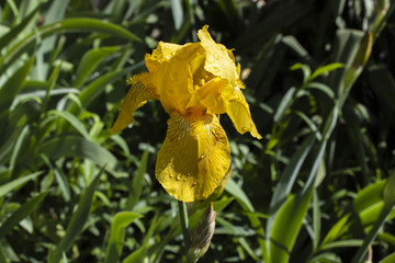 Yellow iris in a garden with leaves
