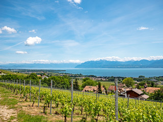 Fototapeta na wymiar The lush green vineyards, villages and walking trails of the Swiss canton of Vaud situated along the shores of Lake Geneva overlooking the French and Swiss alps.