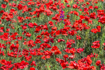 red poppies in spring in the field
