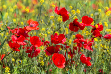 red poppies in spring in the field