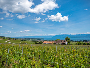 Fototapeta na wymiar The lush green vineyards, villages and walking trails of the Swiss canton of Vaud situated along the shores of Lake Geneva overlooking the French and Swiss alps.