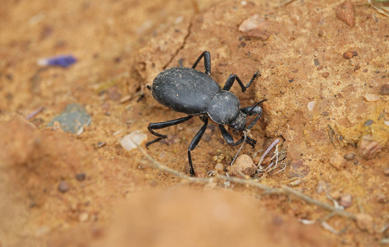 A specimen of a beetle of the genus Blaps, they are characterized by their totally black and shiny color and by their slow movements