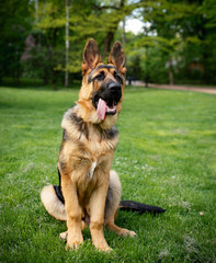Dog breed German Shepherd. German shepherd on a background of green grass. The dog is four months old