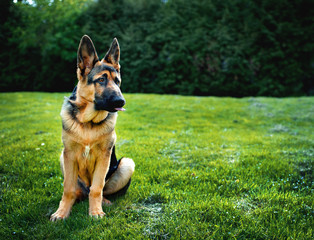 Dog breed German Shepherd. German shepherd on a background of green grass. The dog is four months old