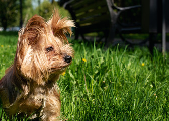 Dog breed Yorkshire Terrier on a background of green grass. The dog is twelve years old