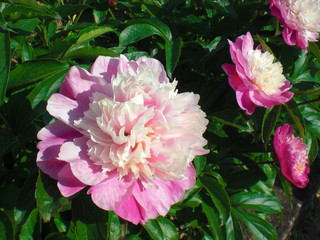 シャクヤクの花