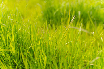 green grass texture. background of green grass with selective focus.