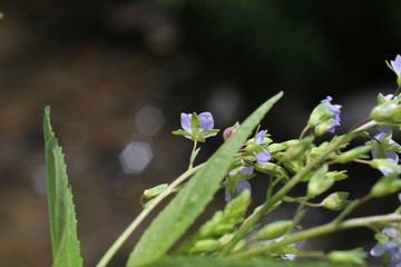 Veronica anagallis-aquatica - Wild plant shot in the spring.