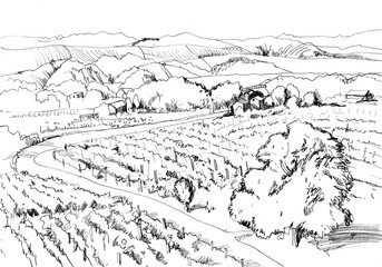 Black and white drawing of landscape with road and vineyards. Sunny day.