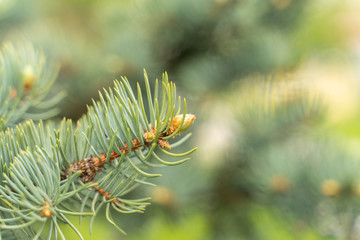 Naklejka na ściany i meble sprig of pine on a blurred background