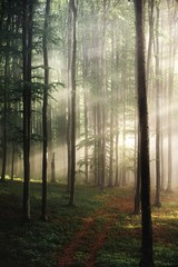 Foggy forest in the wilderness. landscape with bright sunlight through trees. Scenic woodland glowing sun rays