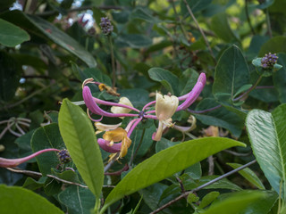 MY HONEYSUCKLE