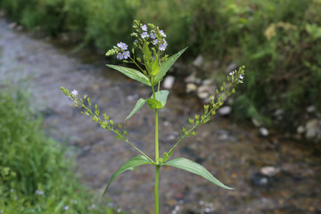 Veronica anagallis-aquatica - Wild plant shot in the spring.