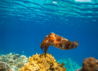 Cuttlefish on a colorful coral reef