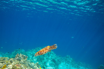 Fototapeta na wymiar Cuttlefish on a colorful coral reef