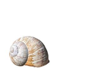 Roman Snail shell isolated on white