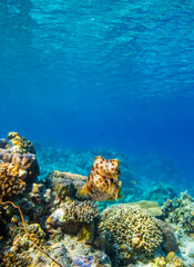 Cuttlefish on a colorful coral reef