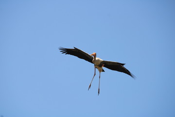 osprey in flight