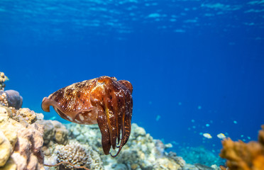 Cuttlefish on a colorful coral reef