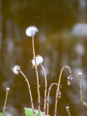 blooming coltsfoot on a blurred background