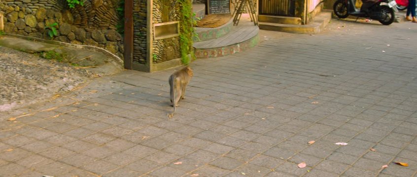 Macaca fascicularis walk on the streen 