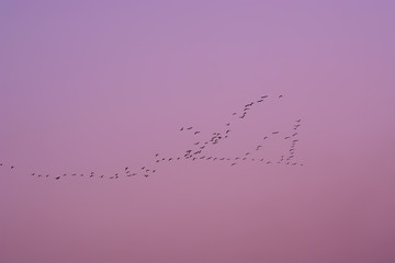 A group of birds flying home