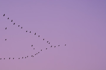 Flock of birds flying in groups in the winter