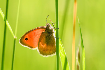 Small Heath butterfly - Coenonympha pamphilus, beautiful brown and orange butterfly from Europe and North Africa, Zlin, Czech Republic.