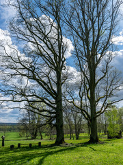 landscape with large trees in the manor park and bright green grass in the foreground