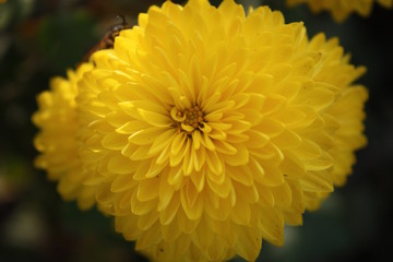yellow chrysanthemum flower
