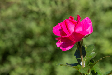 red rose in a green meadow