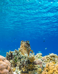 Naklejka na ściany i meble Cuttlefish on a colorful coral reef and the water surface in background