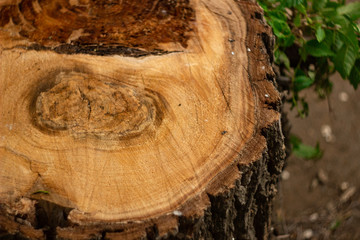 Wood texture close up, stump in the forest