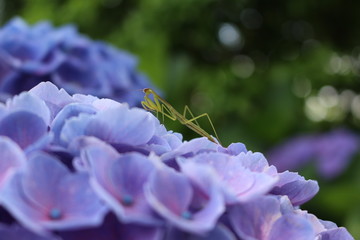 アジサイとカマキリ